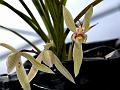 Sichuan Cymbidium